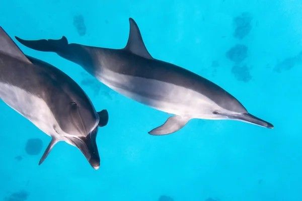 depositphotos_172607328-stock-photo-dolphin-school-in-a-coral depositphotos_172607328-stock-photo-dolphin-school-in-a-coral
