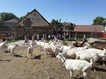 1.C výlet na kozí farmu v Dřevci