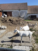 1.C výlet na kozí farmu v Dřevci